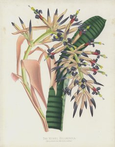 De Morel Billbergia, Billbergia Moreliana door English School
